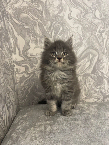 Maine Coon X Ragdoll Long Haired Boy