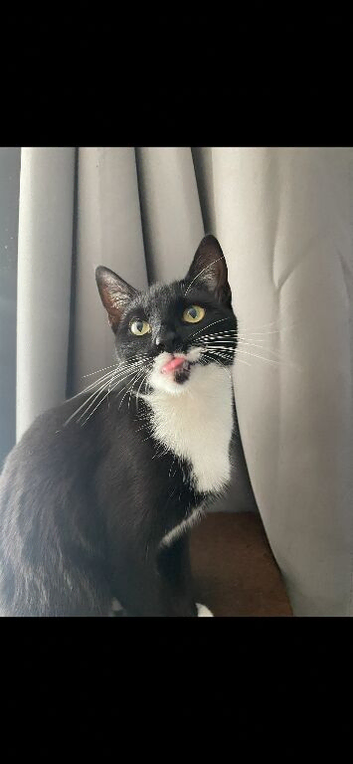 Female cat