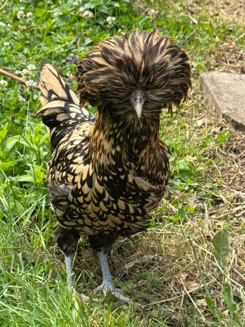 Polish Bantam Hatching Eggs