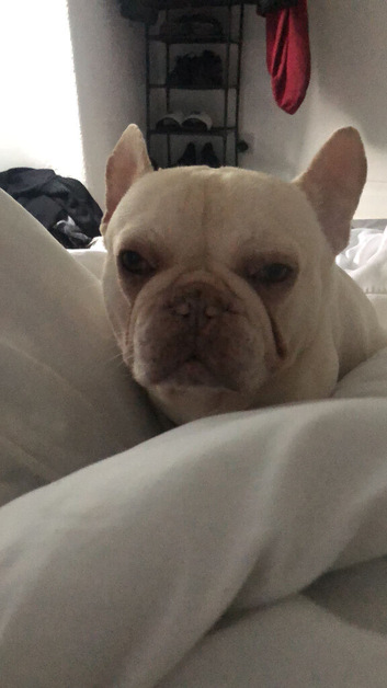 Two frenchies for sale male and  female