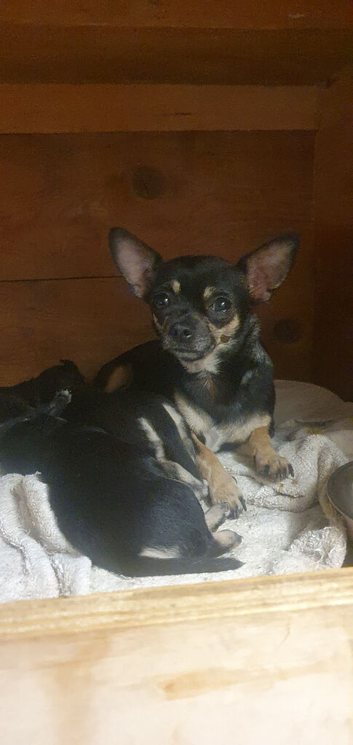 Beautiful chihuahua puppies