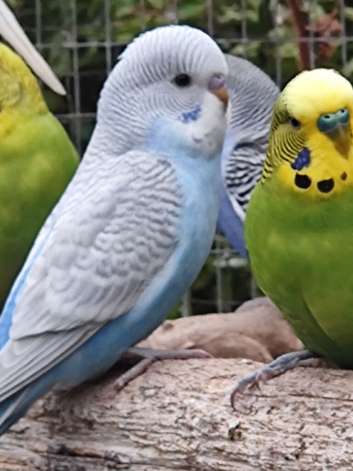 Young Budgies for sale