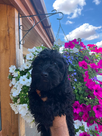 Tiny f1 cockapoo puppys ( just 1 boy &1 girl now available)