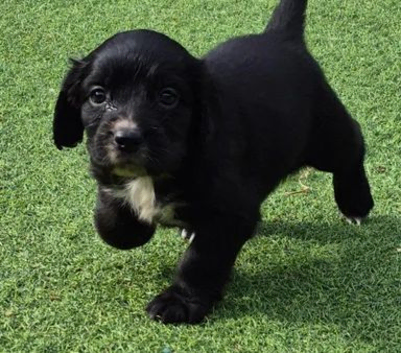 One male cocker spaniel pup available
