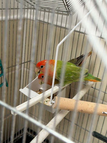 Lovebirds for sale