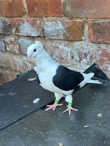 old german owl pigeon