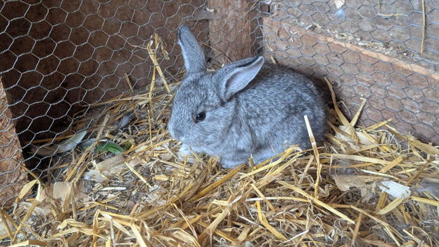 6 bunnies