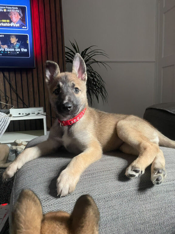 Belgium malinois x husky