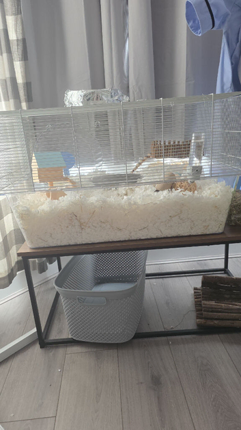 2 x male gerbils