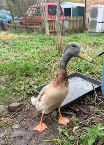 Pairs runner drakes and runner cross ducks