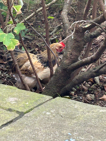 Beautiful pekin bantam cockerel