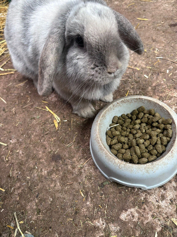 3 year old rabbit