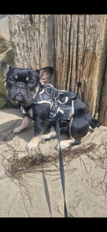 2 yesr old frenchie