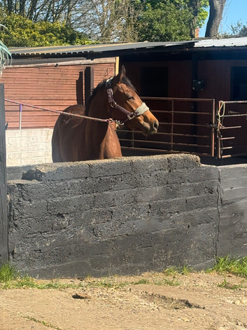 Lila 15.2 mare