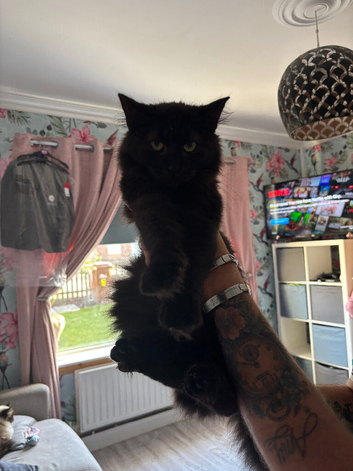 Pure black British long hair cross
