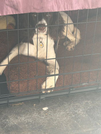 Selling my 20 week springer