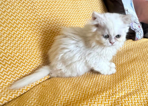 BSH X PERSIAN KITTEN