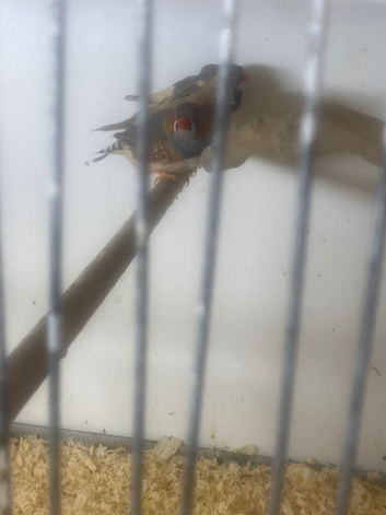 Zebra finches