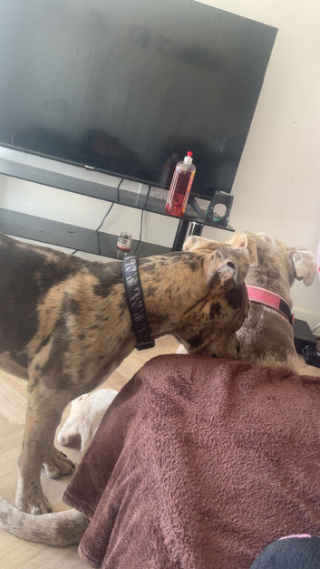 American staff x cane corso