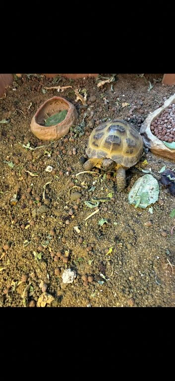 Horsefield tortoise for sale 18 month old