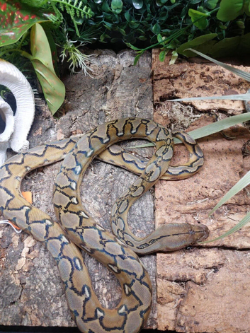 Sunfire Superdwarf Reticulated Python at Birmingham Reptiles