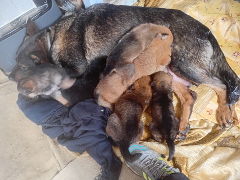 1female  1 male