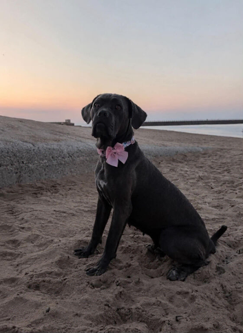 Cane Corso