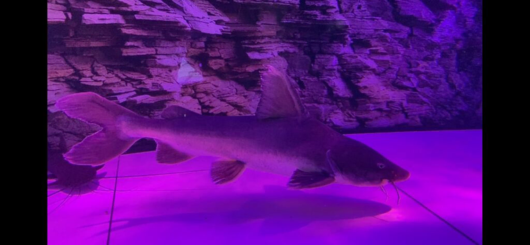 Stormi Catfish
