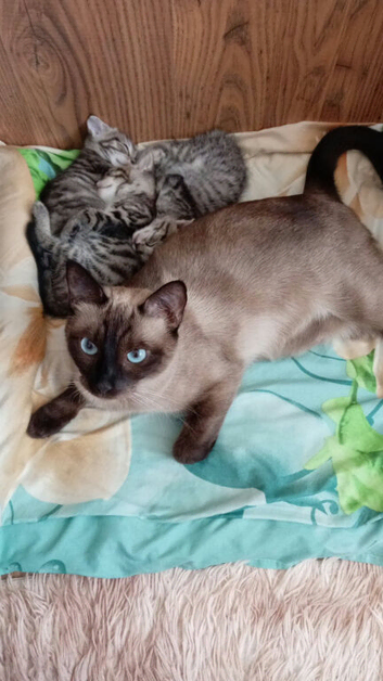 Wonderful kittens