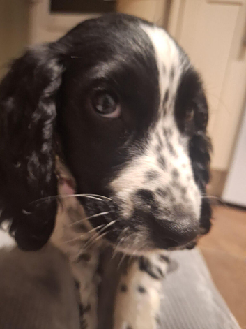 Cocker Spaniel Female puppy,
