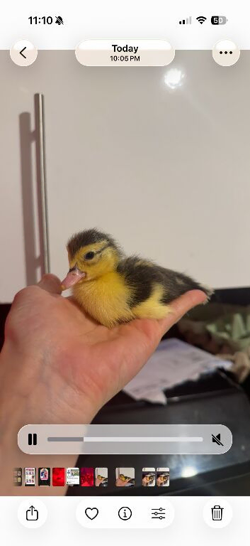 Muscovy ducklings