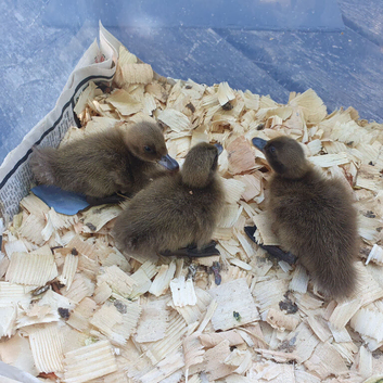 Khaki campbell ducklings