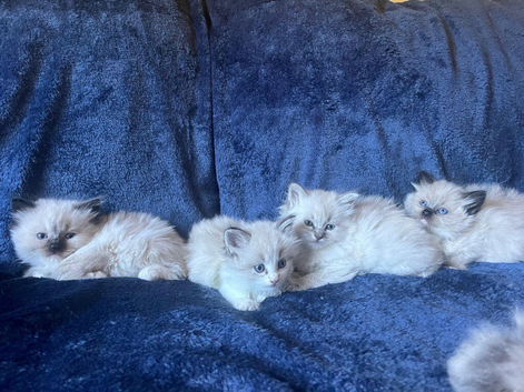 BEAUTIFUL RAGDOLL KITTENS