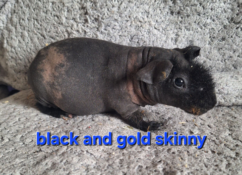 2 pairs of bonded skinny pig boys