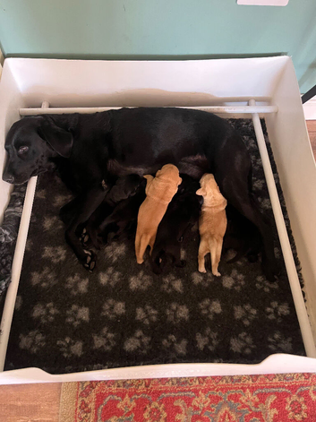 Labrador puppies for sale