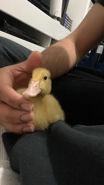 Pure Aylesbury Ducking. Only 1