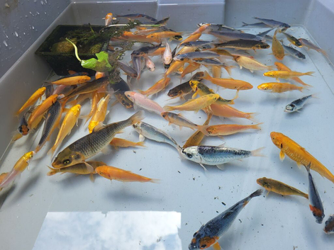 Baby koi