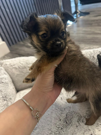 Beautiful chihuahua puppies for sale