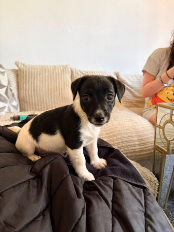 2 10 week old puppies for sale 1 girl and 1 boy