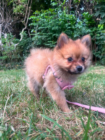 Beautiful Orange Pomeranian Female &ndash; Born 12th May 2026
