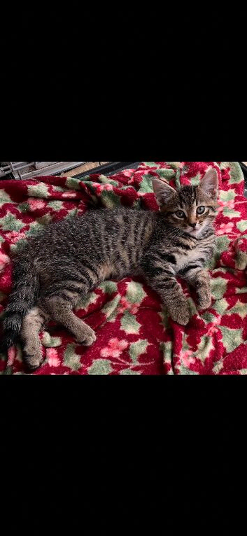 12 week old female tabby kitten