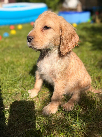 Gorgeous Cocker Spaniel puppy