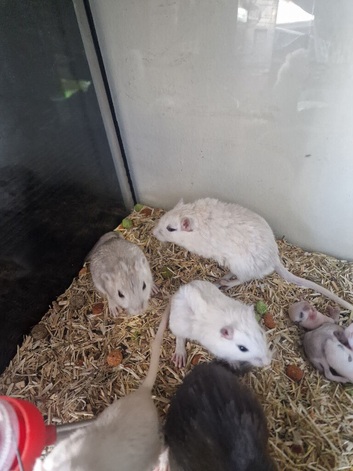 Baby gerbils