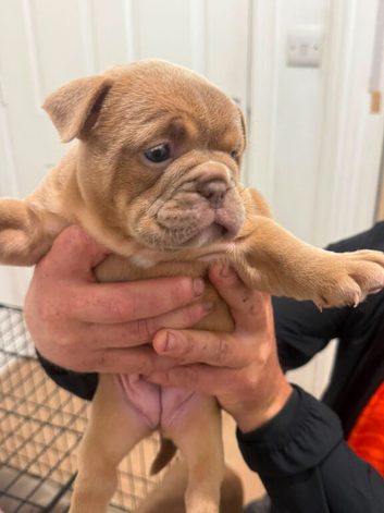 Old English bulldog x french bulldog