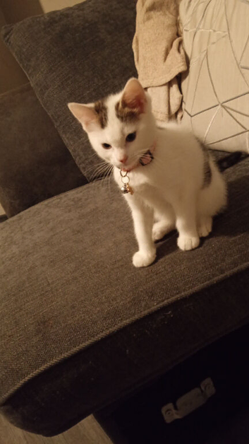 14 week old female kitten .