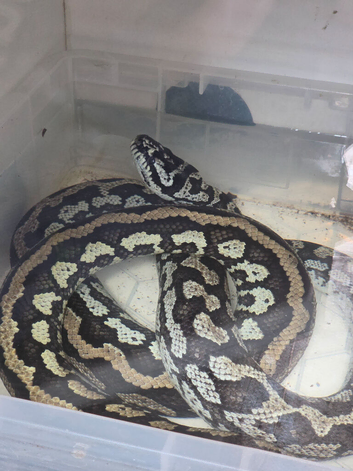 Female Jungle Carpet Python