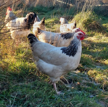 Pure Breed Chickens Brahma Sussex wyondotte ducklings and more