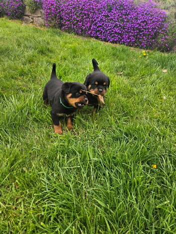 Pups