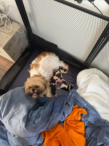 4 Girls and 2 Boys Available Dalmellington Ayr (Scotland) (8weeks the 5th of October 26)