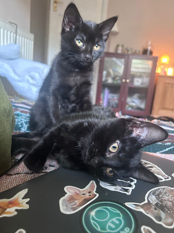 Cute black kittens